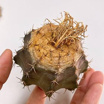 メガタエ　ギムノカリキウム属　直径約11cm 抜き苗　大苗　子株付き メガタエ ギムノカリキウム属 直径約11cm 抜き苗 大苗